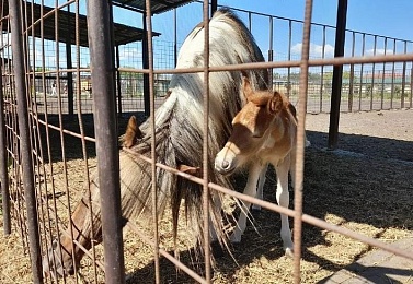 В Ряжском зоопарке показали малыша европейской лани