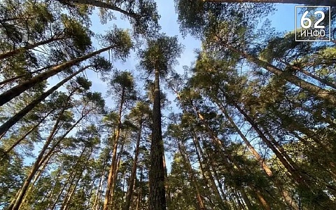 В Рязанской области хотят увеличить охотничьи лимиты на лося и косулю