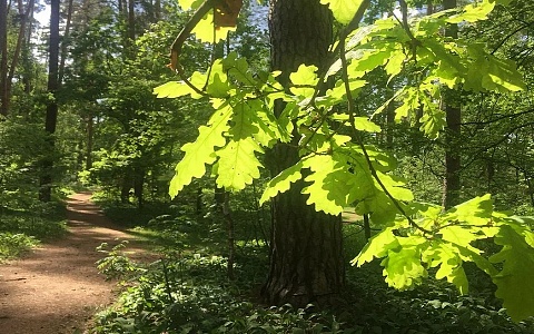В Рязанской области посчитали площадь поврежденного леса