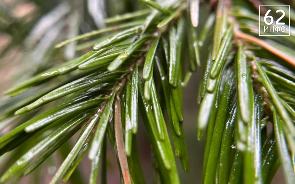 Рязанские леса в 2022 году восстанавливали за 115 млн рублей - 62ИНФО