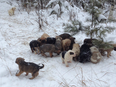 Рязанец нашёл в лесу двадцать брошенных щенков