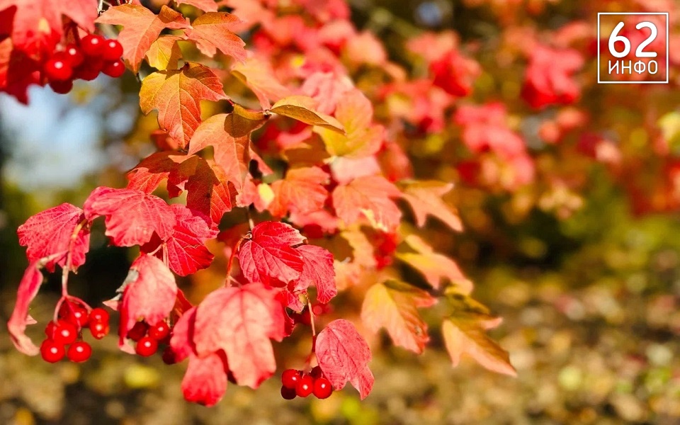 Гибель садов и огненный шторм: тепло сентября грозит рязанцам обернуться адом - 62ИНФО