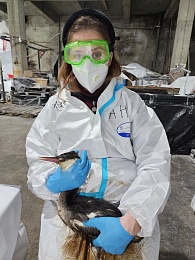 Рязанка рассказала о спасении птиц в Анапе