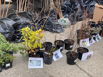 Рязанцы могут купить саженцы и рассаду на выставке «Сад-огород» до 23 апреля