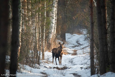 Рязанцы встретили на прогулке оленей и лосей