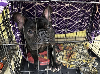 В Рязани проходит выставка собак «Содружество»