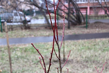 В Новопавловской роще высадили десятки новых деревьев