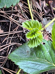 В Старый Новый год в Рязани зацвели примулы