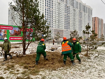 Сотрудники ГК "Зеленый сад" высадили сосны вдоль Муромского шоссе в Рязани