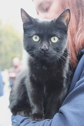 Рязанцы приютили 16 животных на выставке «Пойдём домой»