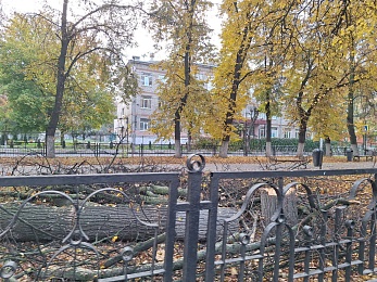 В Рязани корчуют деревья в сквере на Есенина - 62ИНФО В Рязани корчуют деревья в сквере на Есенина