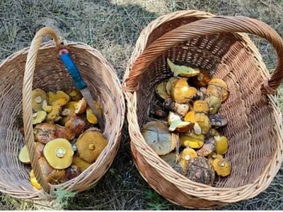 Рязанцы показали урожай майских маслят