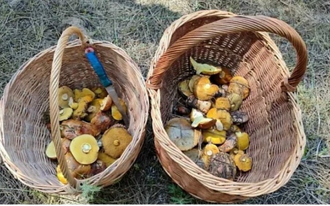 Рязанцы показали урожай майских маслят