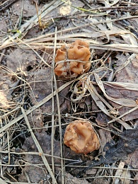 Грибная разведка сообщает: в рязанских лесах появились строчки