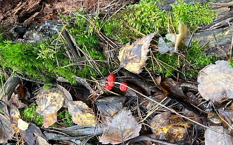 В Рязанской области в выходные ждут дождя и тепла