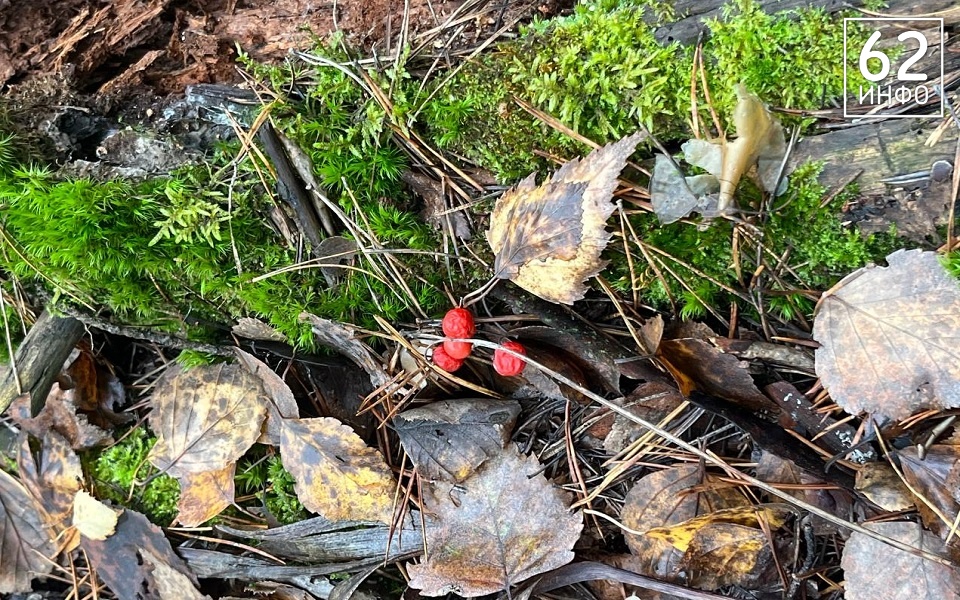 В Рязанской области в выходные ждут дождя и тепла - 62ИНФО