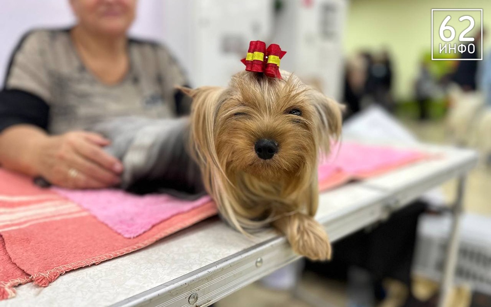 В Рязани проходит выставка собак «Содружество» - 62ИНФО