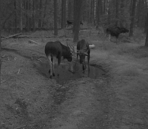 Лоси увлеклись рогами друг друга после завершения брачного сезона