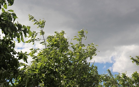 В Рязанской области продлили предупреждение об усилении ветра