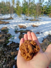 Грибная разведка сообщает: в рязанских лесах появились строчки