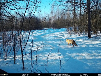 Окский заповедник показал снимки волков и рыси с фотоловушек