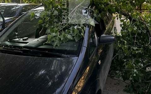 В Рязани дерево упало на машину