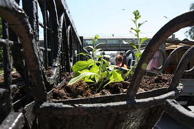 Иберис, годеция и тагетис: улицы и парки Рязани летом украсит миллион цветов