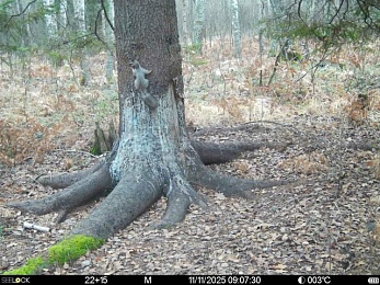 В рязанском лесу сфотографировали медведя и рысь
