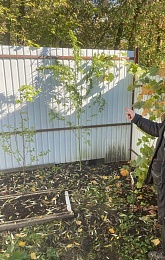 Крупную партию марихуаны обнаружили в гараже жителя Ряжска - 62ИНФО Крупную партию марихуаны обнаружили в гараже жителя Ряжска