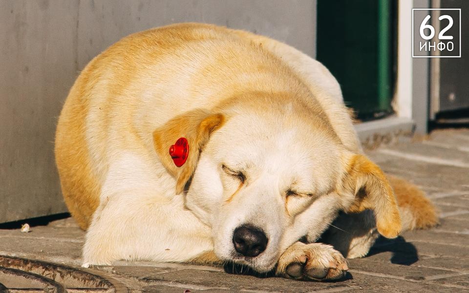 Рязанцев пригласили на фотовыставку безнадзорных животных в библиотеке - 62ИНФО