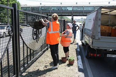 Иберис, годеция и тагетис: улицы и парки Рязани летом украсит миллион цветов