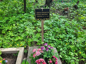 В Рязани организовали стихийное кладбище домашних животных