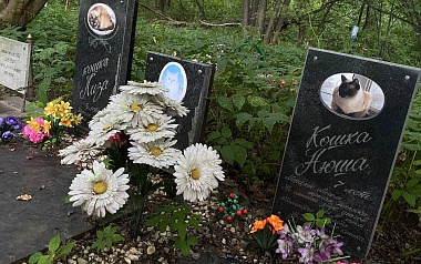Кладбища домашних животных: где в Рязани хоронят кошек и собак