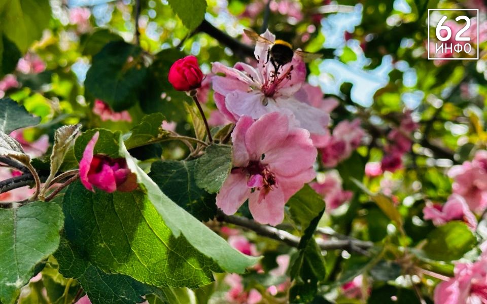 В Рязанской области 26 августа будут температурные качели в 21 градус - 62ИНФО