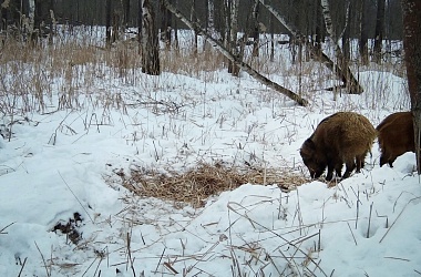 Окский заповедник показал снимки волков и рыси с фотоловушек