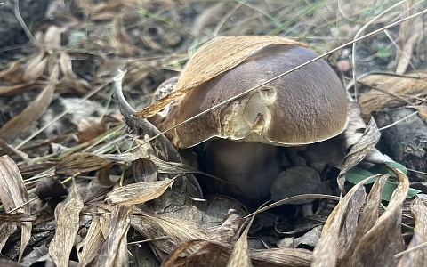 4 совета, где в Рязанской области искать грибы, если не знаете мест