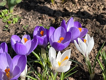 В Рязани цветут крокусы и пролески