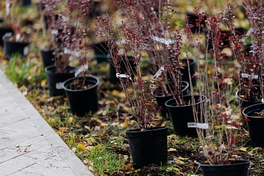 Губернатор Павел Малков присоединился к высадке деревьев в сквере «Рязань – город Трудовой Доблести»