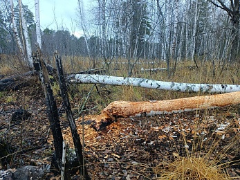 Рязанцам показали «погрызы» бобров - 62ИНФО Рязанцам показали «погрызы» бобров