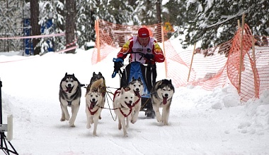 Гонки на собачьих упряжках прошли под Рязанью на пятикилометровой трассе