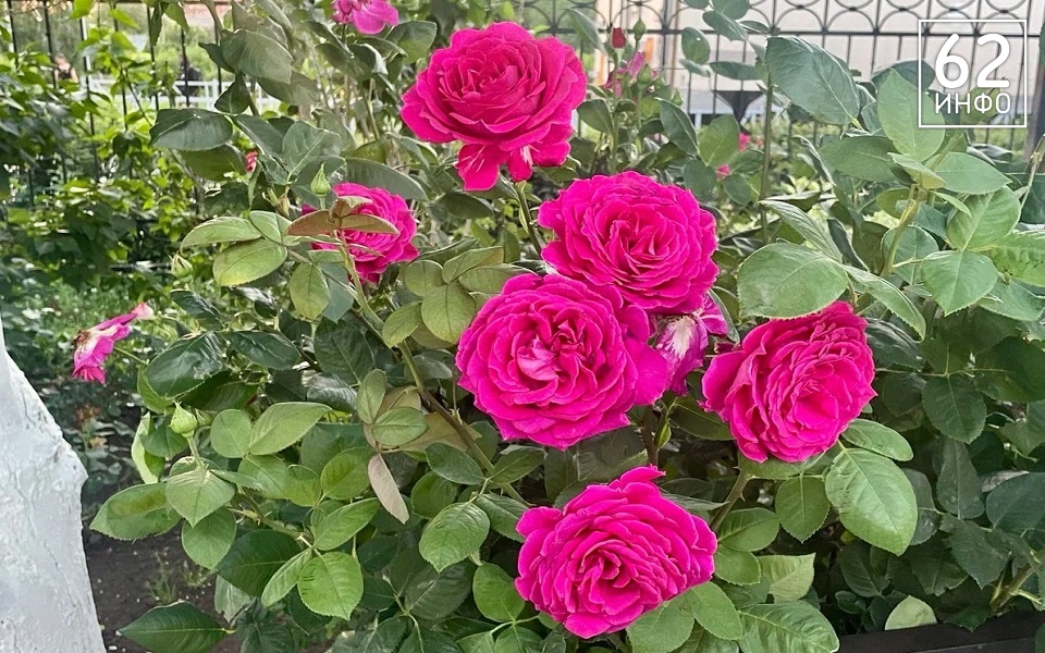 В Рязанской области 13 июля снова ждут жару до +31°С - 62ИНФО