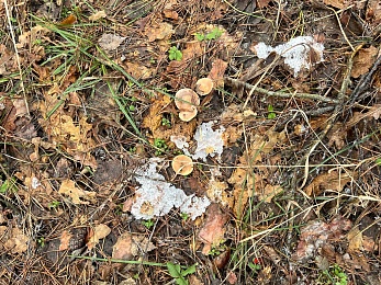 Грибники, к бою: в январе рязанские леса заполонили опята