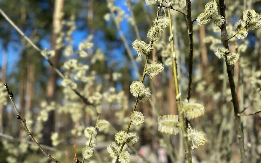 До +20°С на неделе: в Рязанской области в марте установится майская погода