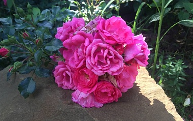 "Беспроигрышный выбор": цветовод Смирнова назвала два главных правила подготовки роз к зиме