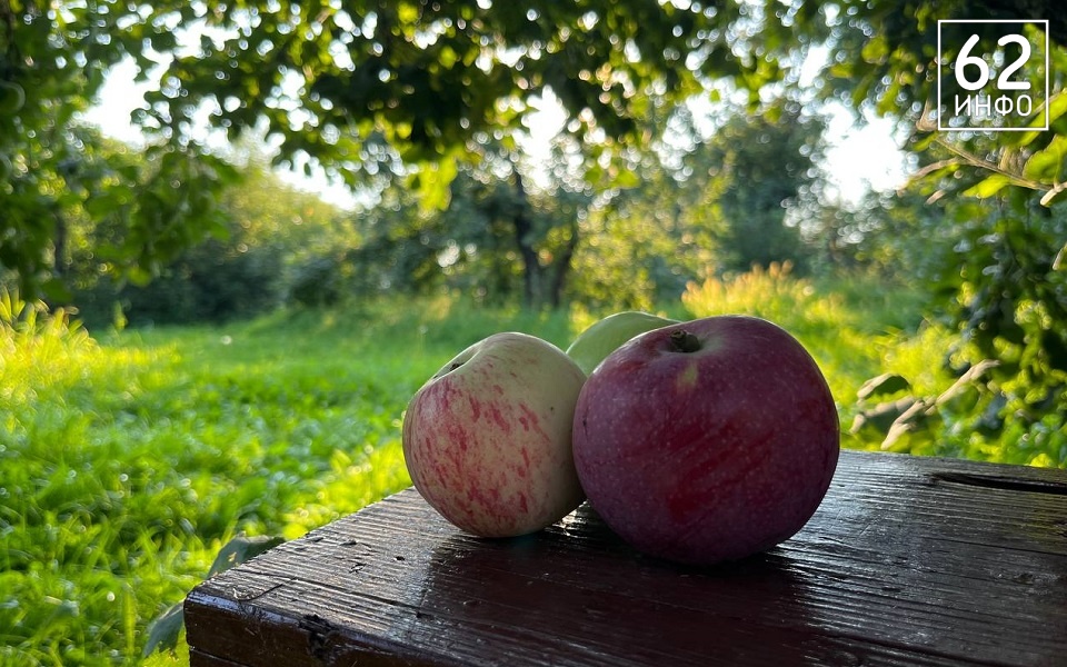 Россельхознадзор рассказал о результатах проверки рязанских яблок на пестициды - 62ИНФО Россельхознадзор рассказал о результатах проверки рязанских яблок на пестициды - 62ИНФО