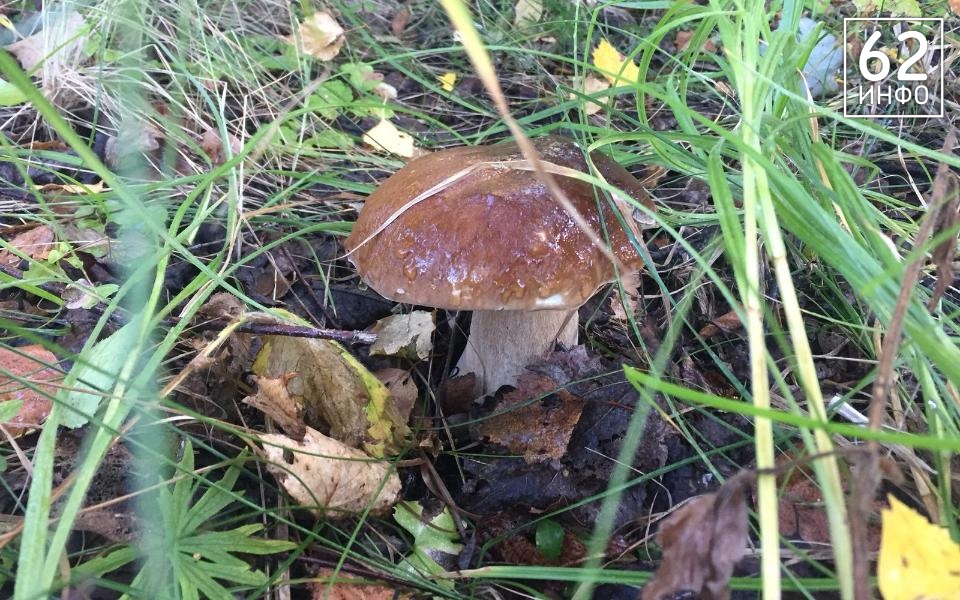Рязанский грибник заблудился в лесу Сараевского района - 62ИНФО