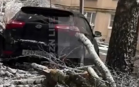 На улице Березовой дерево упало на припаркованный автомобиль