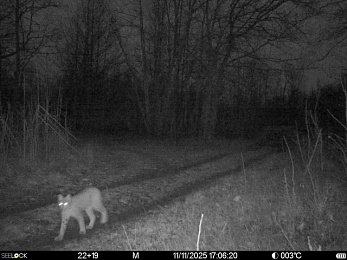 В рязанском лесу сфотографировали медведя и рысь