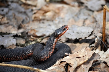 Змей Горыныч: в рязанских лесах ползают целые компании гадюк и ужей