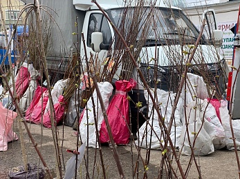 Рязанцы могут купить саженцы и рассаду на выставке «Сад-огород» до 23 апреля